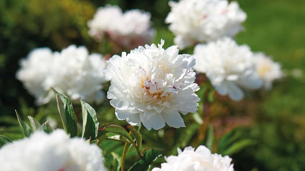 Vivaces à floraison estivale - Blomea.fr