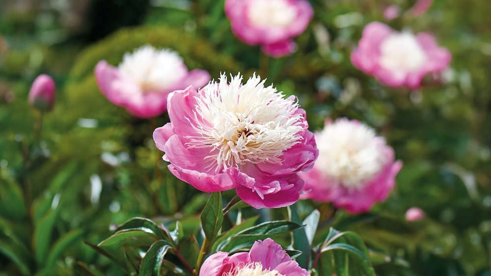 Vivaces couvre-sol - Blomea.fr