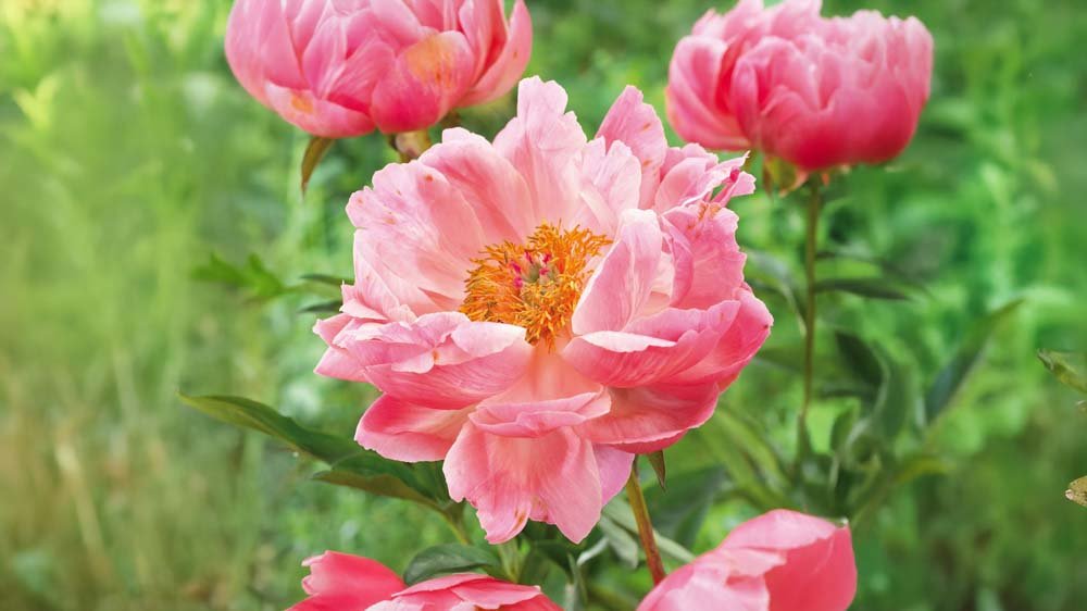 Vivaces d'ombre - Blomea.fr