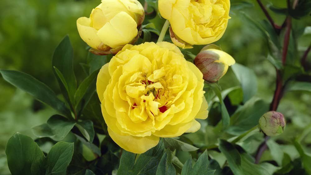 Vivaces jaunes - Blomea.fr