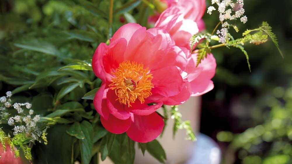 Vivaces orange - Blomea.fr