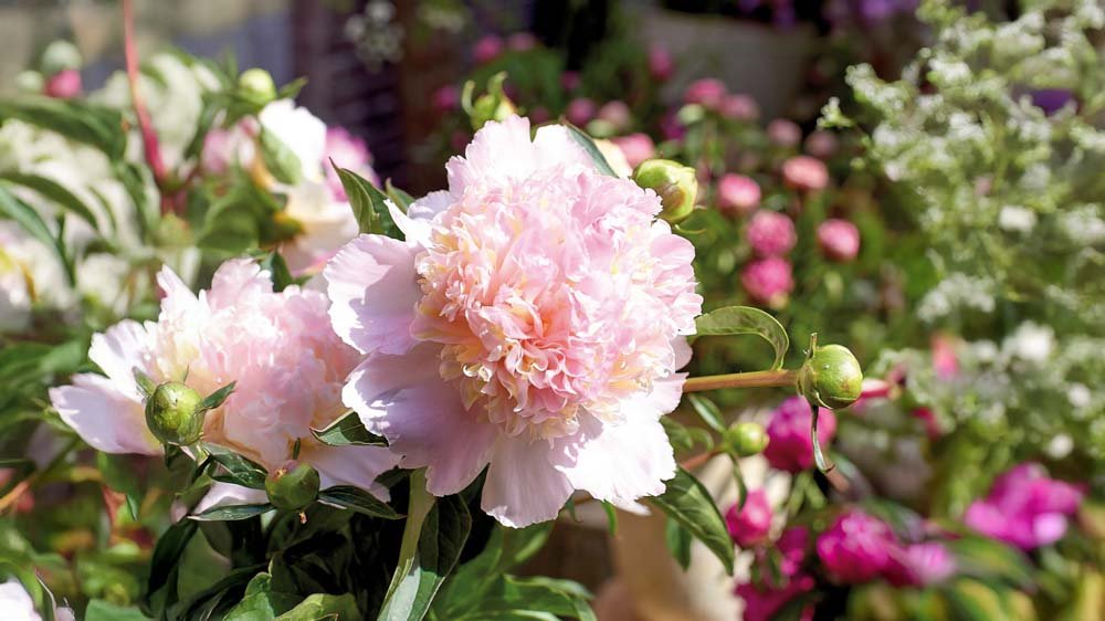 Vivaces roses - Blomea.fr