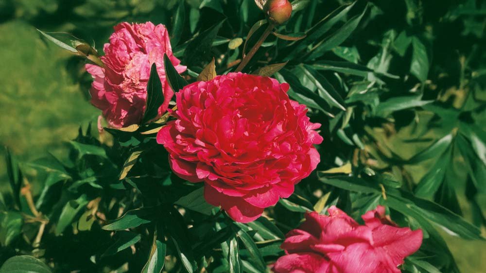 Vivaces rouges - Blomea.fr