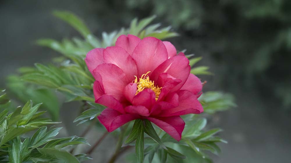 Vivaces rustiques - Blomea.fr