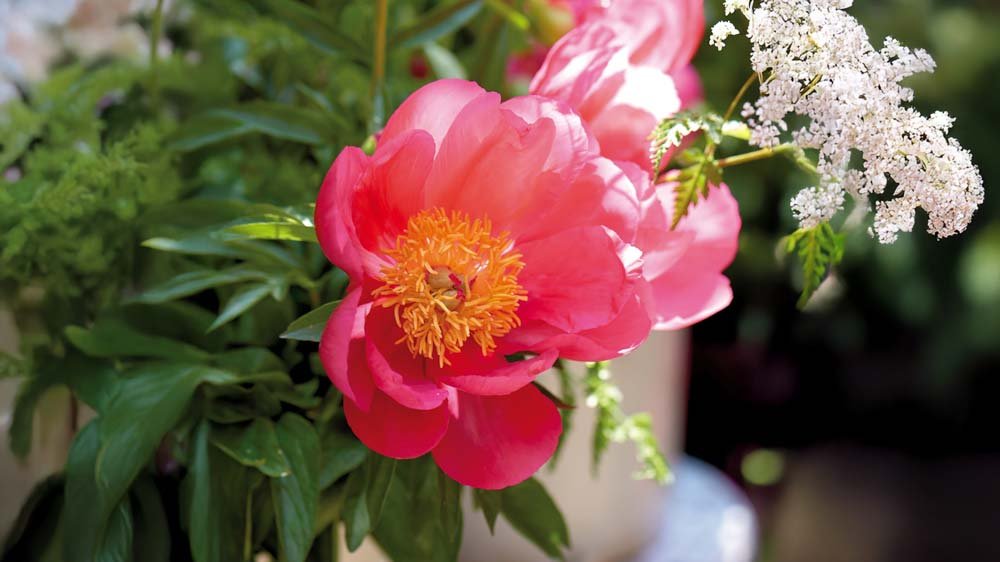 Vivaces tolérantes à la sécheresse - Blomea.fr