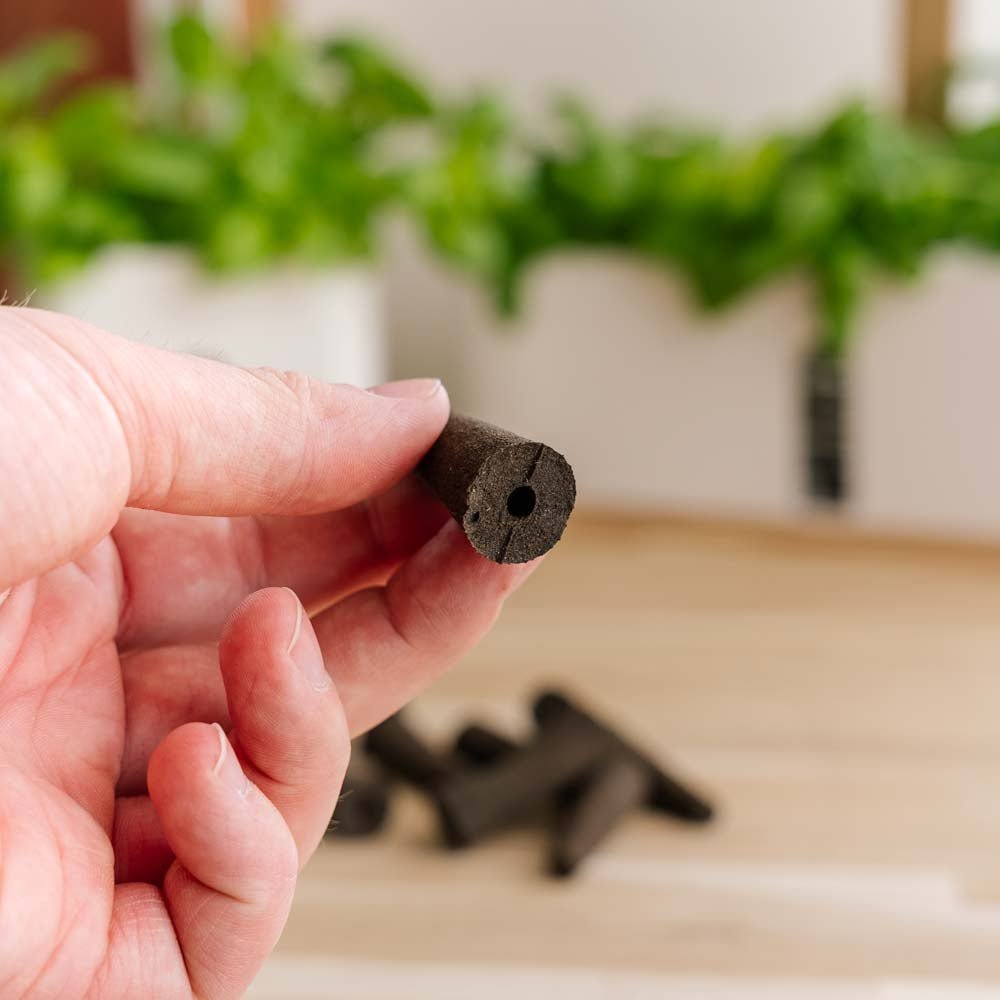 10 champignons pour potagers d'intérieur