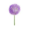 Fleurs de printemps