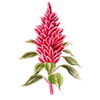 Graines de fleurs