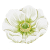 Fleurs de printemps