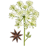 Graines d'herbes aromatiques