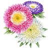 Graines de fleurs