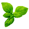 Graines d'herbes aromatiques