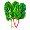 Graines de légumes