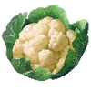 Graines de chou-fleur