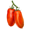 Graines de tomates prunes