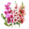 Graines de fleurs