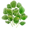 Graines d'herbes aromatiques
