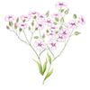 Graines de fleurs