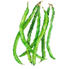 Graines de haricots nains