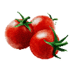 Graines de tomates cerises