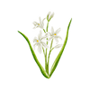 Fleurs de printemps
