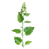 Graines d'herbes aromatiques