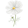 Graines de fleurs