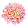 Dahlia nénuphar