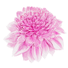Dahlia anémone