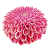 Dahlia boule