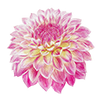 Dahlia décoratif