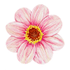 Dahlia à fleur simple