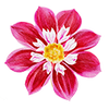 Dahlia collerette