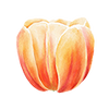 Tulipes