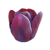 Tulipes