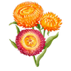 Graines de fleurs