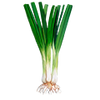 Graines d'oignon de printemps