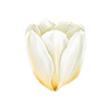 Tulipes
