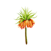 Fleurs de printemps