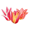 Tulipes