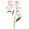 Graines de fleurs