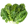 Graines de chou kale
