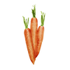 Graines de légumes