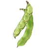 Graines de fèves