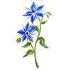 Graines de fleurs