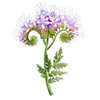 Graines de fleurs