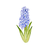 Fleurs de printemps
