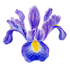 Fleurs de printemps