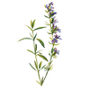 Graines d'herbes aromatiques