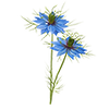 Graines de fleurs